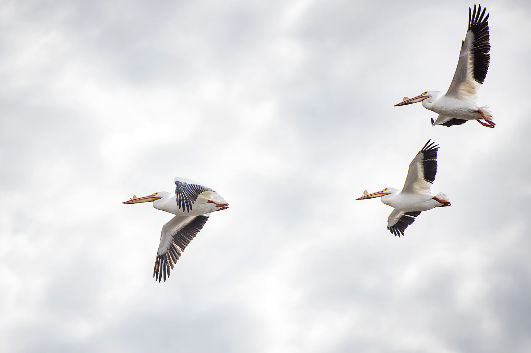 190423_PELICANS05